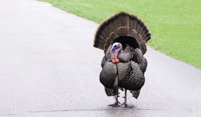 Was Global Diversification a Turkey in 2018?