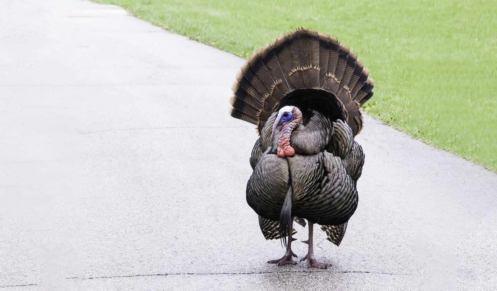 Was Global Diversification a Turkey in 2018?